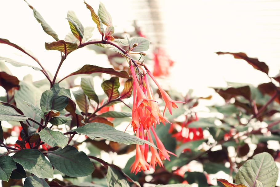 Selective Focus Photo of Orange Honeysuckle Flowers, beautiful HD wallpaper