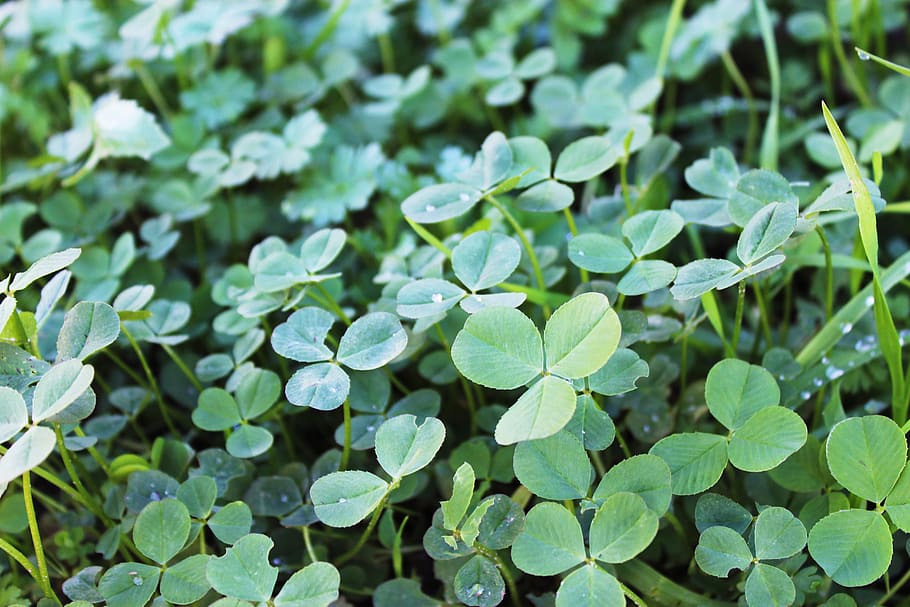 leaf, green color, plant part, growth, beauty in nature, day HD wallpaper