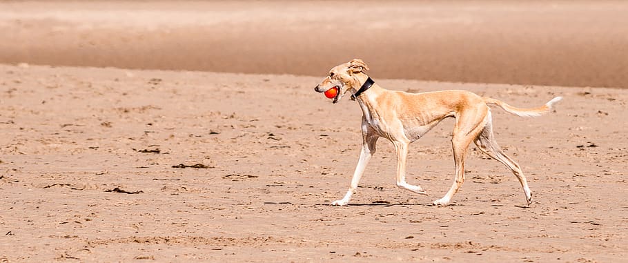 greyhound, beach, sand, dog, play, ball, assimilation, color adjustment HD wallpaper