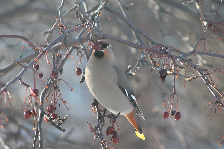 bird, tree, eat, bay, nature, landscape, color, pen, plumage HD wallpaper
