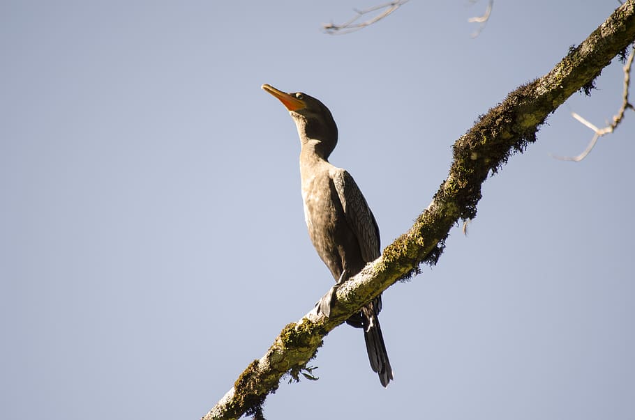 brown bird facing sideways, animal, waterfowl, cormorant, beak HD wallpaper
