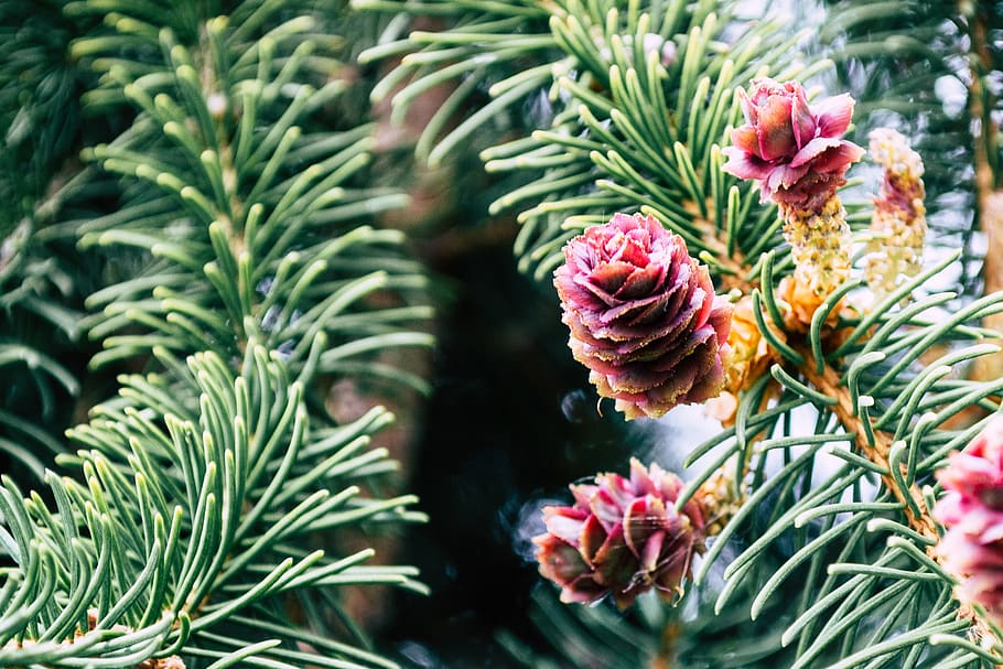 Red Pinecones, branch, bright, conifer, flower, plant, growth HD wallpaper