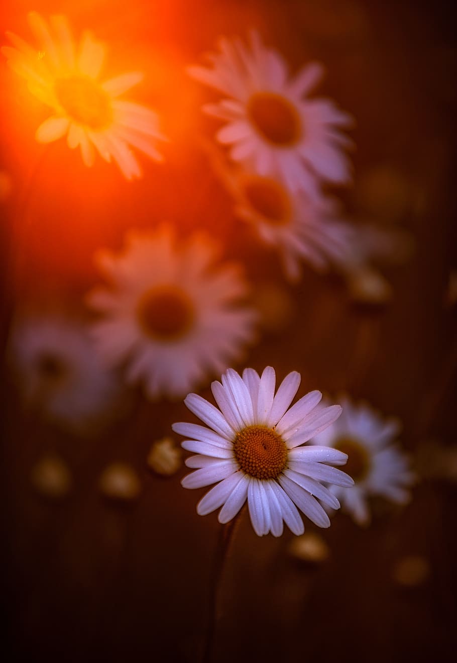 sun, flower, blossom, bloom, spring, light, plant, joy, garden HD wallpaper