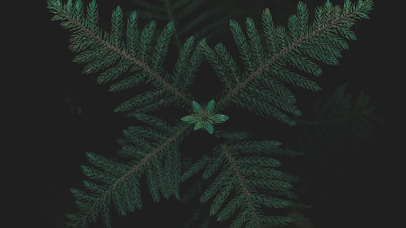 green pine tree leaf, plant, fern, flora, black, evergreen, flower HD wallpaper