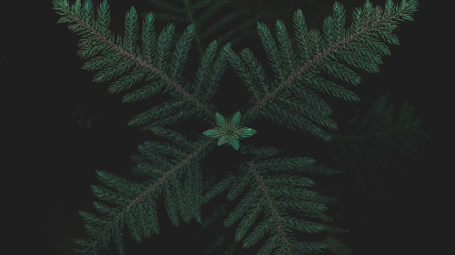 green pine tree leaf, plant, fern, flora, black, evergreen, flower HD wallpaper
