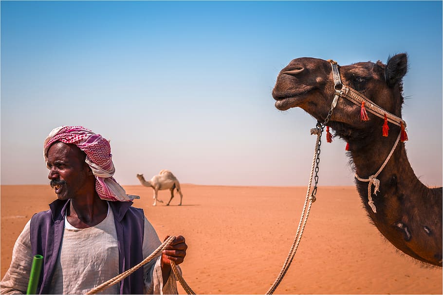 Standing Man Beside Camel on Desert, adult, animal, arabian, arid, HD wallpaper