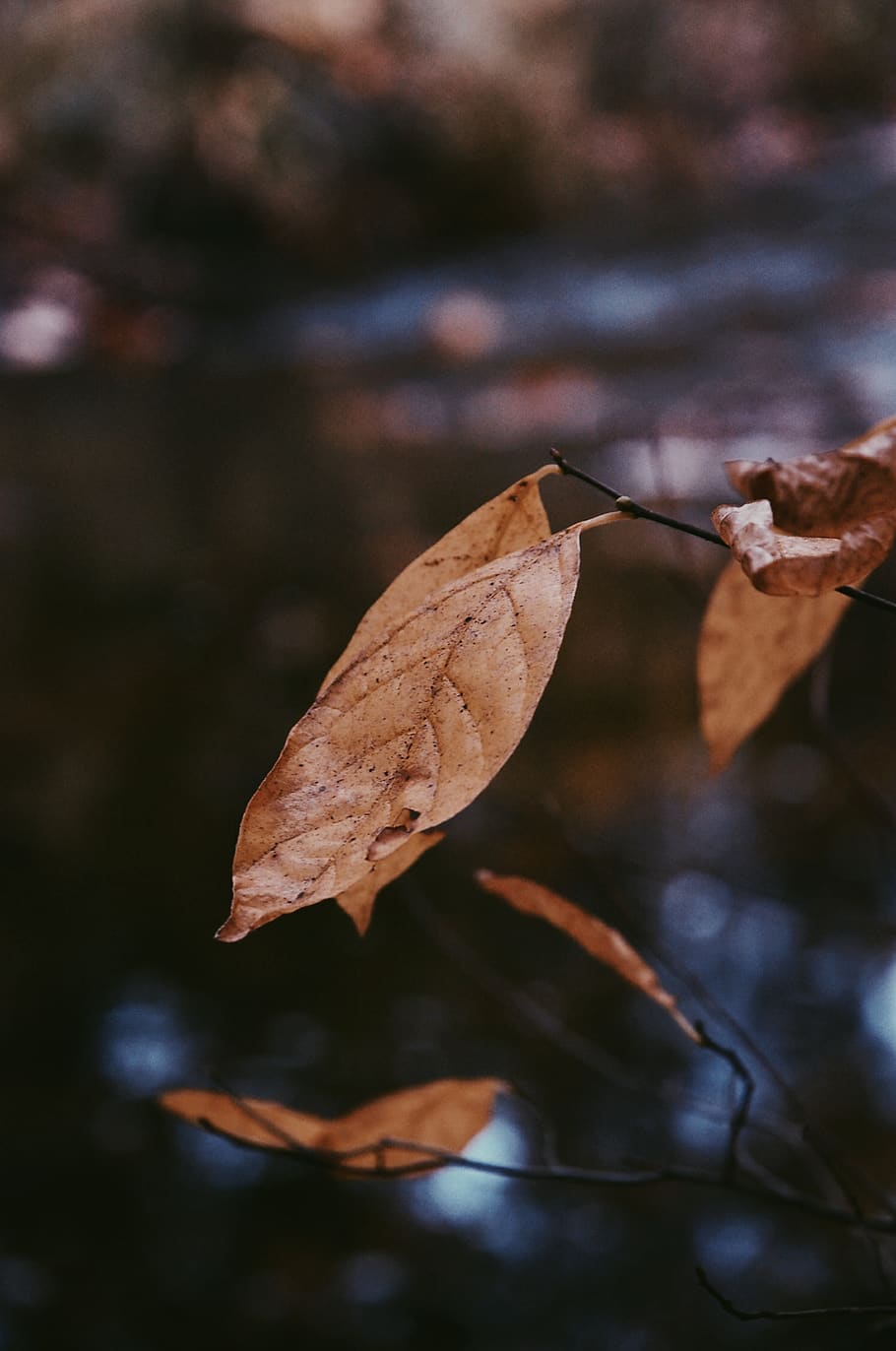 trees, leaves, seasons, fall, macro, nature, leaf, plant part HD wallpaper