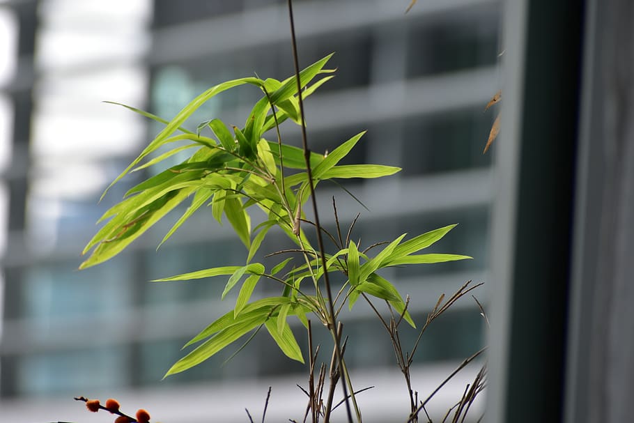 plant, growth, leaf, nature, plant part, day, green color, window HD wallpaper