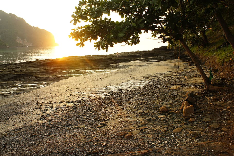 thailand, phi phi islands, tree, water, sunset, beauty in nature HD wallpaper