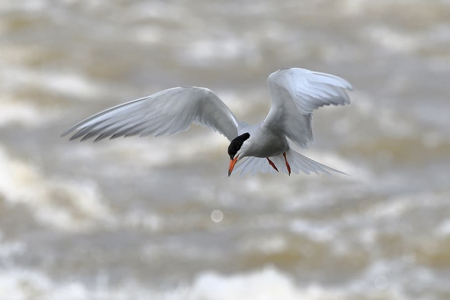 tern, common tern, birds, nature, flight, fly, wings, sky, flying HD wallpaper