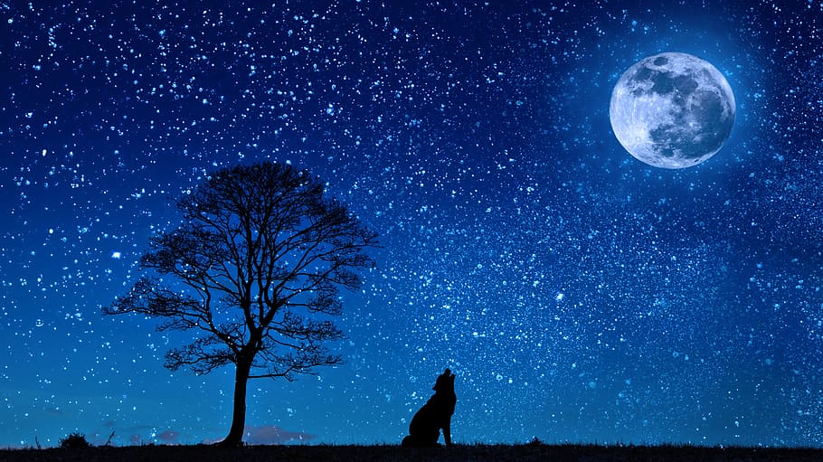 moon, howling, wolf, animal, sky, blue, painting, dog, stars
