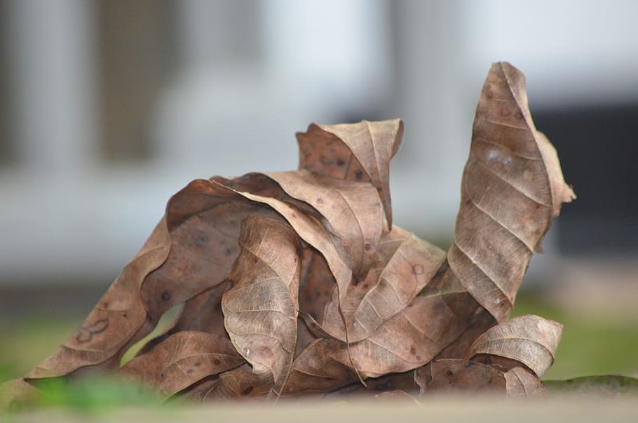 leaf, old leaf, leave, lapsed, forget, plant part, close-up HD wallpaper