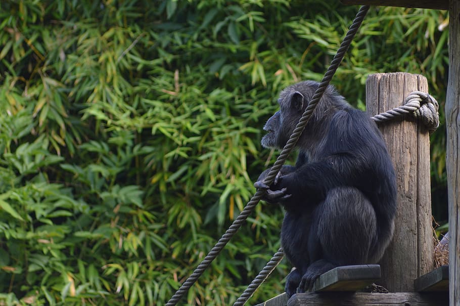 monkey, chimpanzee, primate, zoo, animal wildlife, animal themes HD wallpaper