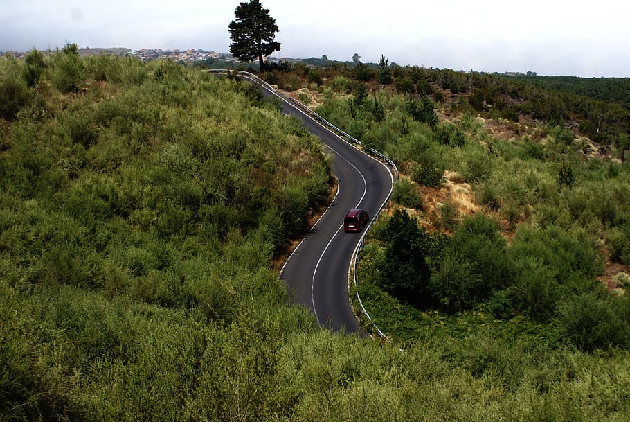 spain, tenerife, plant, tree, curve, transportation, green color HD wallpaper