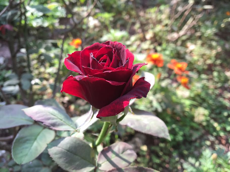 rose, roses, red, bloom, fragrance, nature, flowering plant HD wallpaper