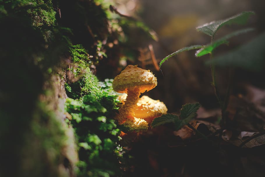 Yellow Mushroom Beside Moss, daylight, environment, fungus, ground HD wallpaper