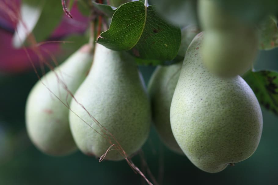 garden, fruit, pear, healthy eating, close-up, food and drink, HD wallpaper