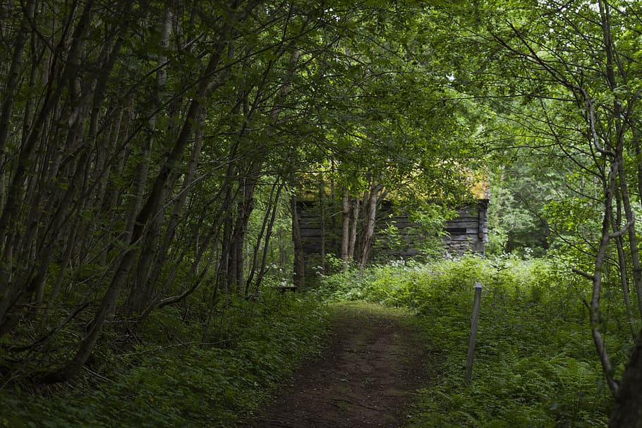 old, farm, house, forest, green, stone, abandoned, deep, overgrown HD wallpaper