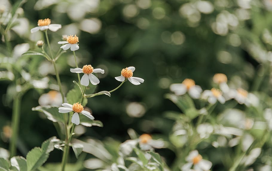 White Petaled Flowers, bloom, blooming, blossom, blur, bright HD wallpaper
