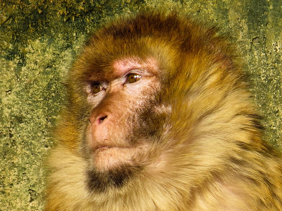 animals, monkey, primate, barbary ape, animal portrait, fur HD wallpaper