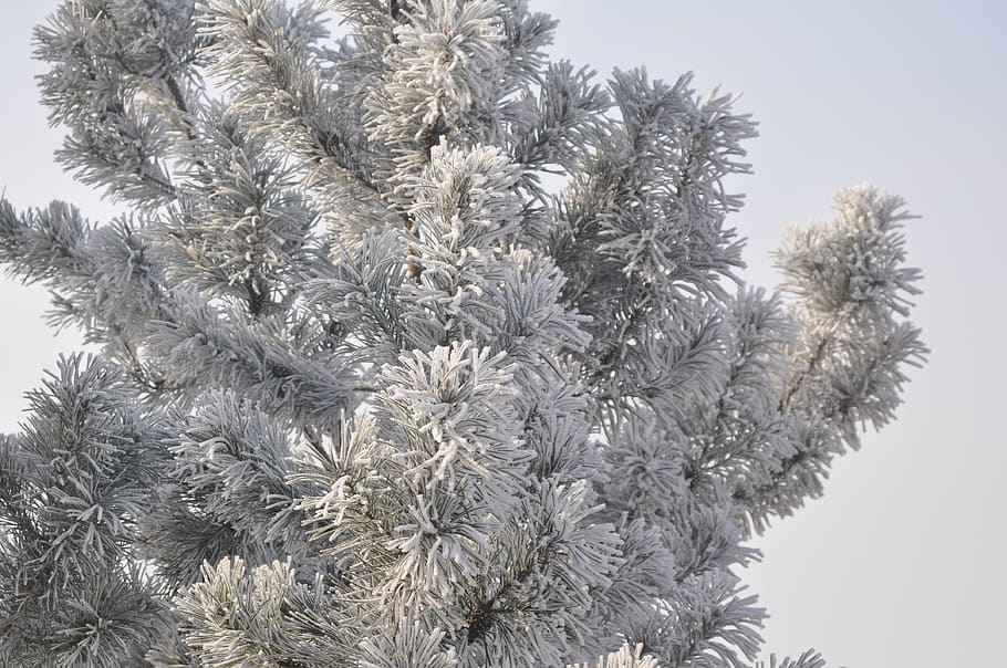 winter, tree, snow, cold, landscape, figure, nature, frozen HD wallpaper