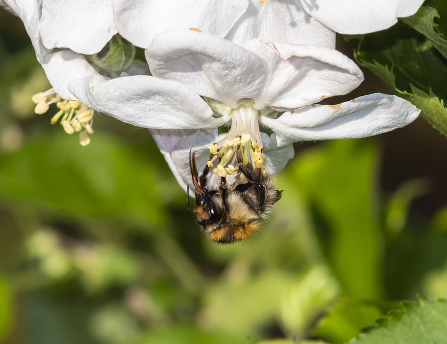 bee, wasp, insect, flower, pollen, bees, beekeeping, honey HD wallpaper
