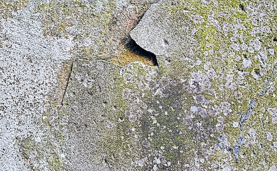 rock, slate, ground, concrete, plant, flagstone, wall, texture HD wallpaper