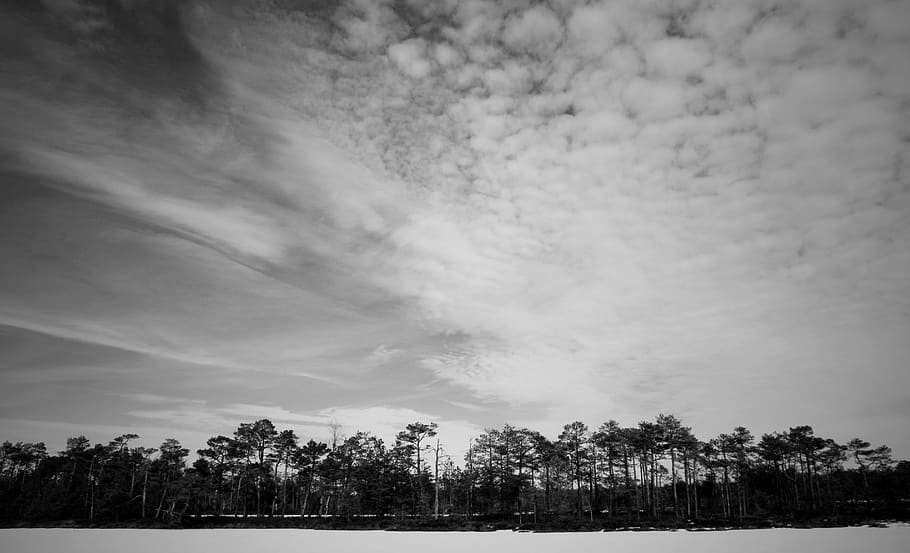 Grayscale Photo of Trees, black-and-white, clouds, cloudy, environment HD wallpaper