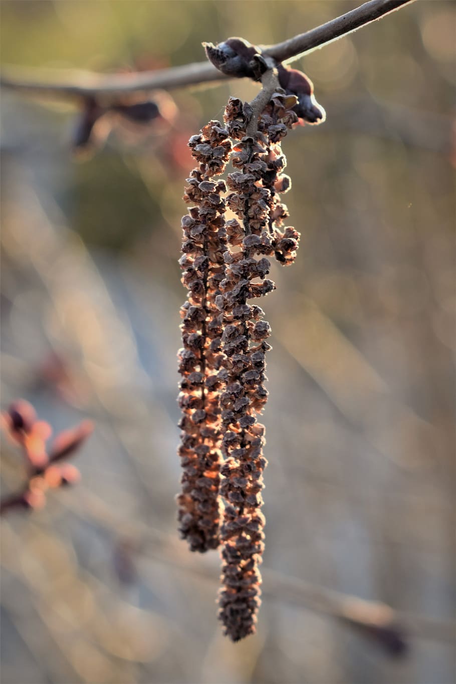 hazel, seeds, dried, spring, backlighting, nature, plant, bush HD wallpaper