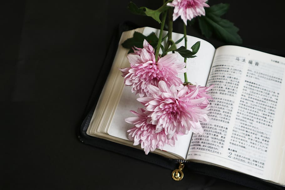 pink-petaled flowers, flowering plant, pink color, freshness HD wallpaper