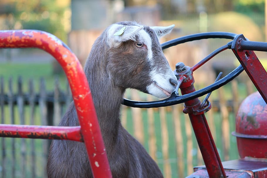 goat, tractor, farm, steering wheel, domestic goat, driving school, HD wallpaper