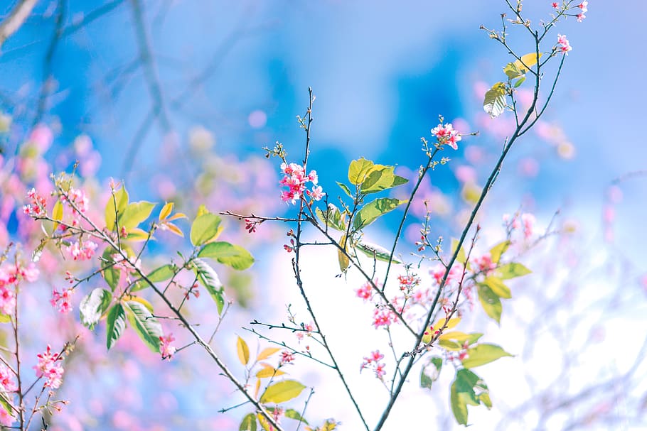 Pink Flowering Plant, bloom, blossom, branch, flora, flowers HD wallpaper