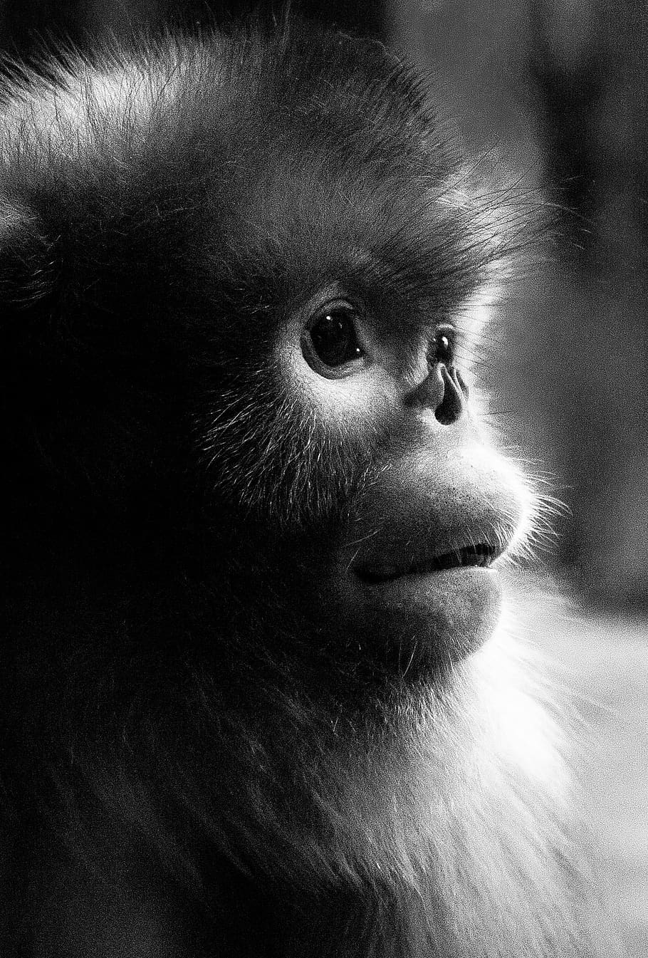 zoo, animal, monkey, primate, animal themes, one animal, mammal HD wallpaper