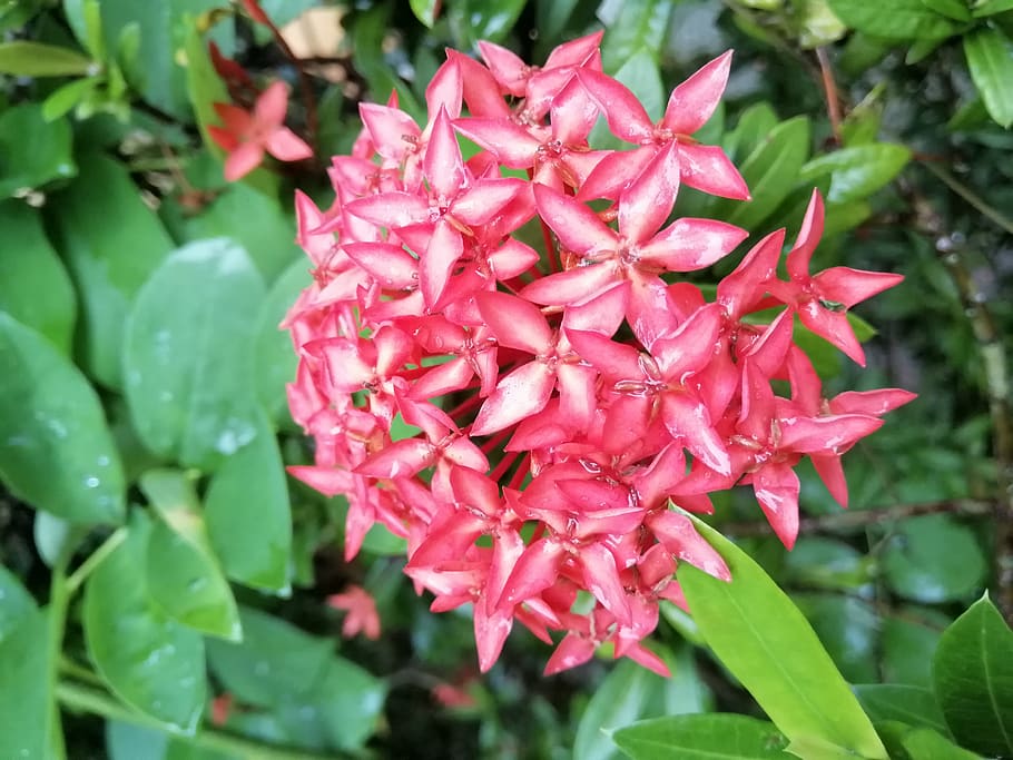 flower, natural, nature, plant, beauty in nature, growth, flowering plant HD wallpaper