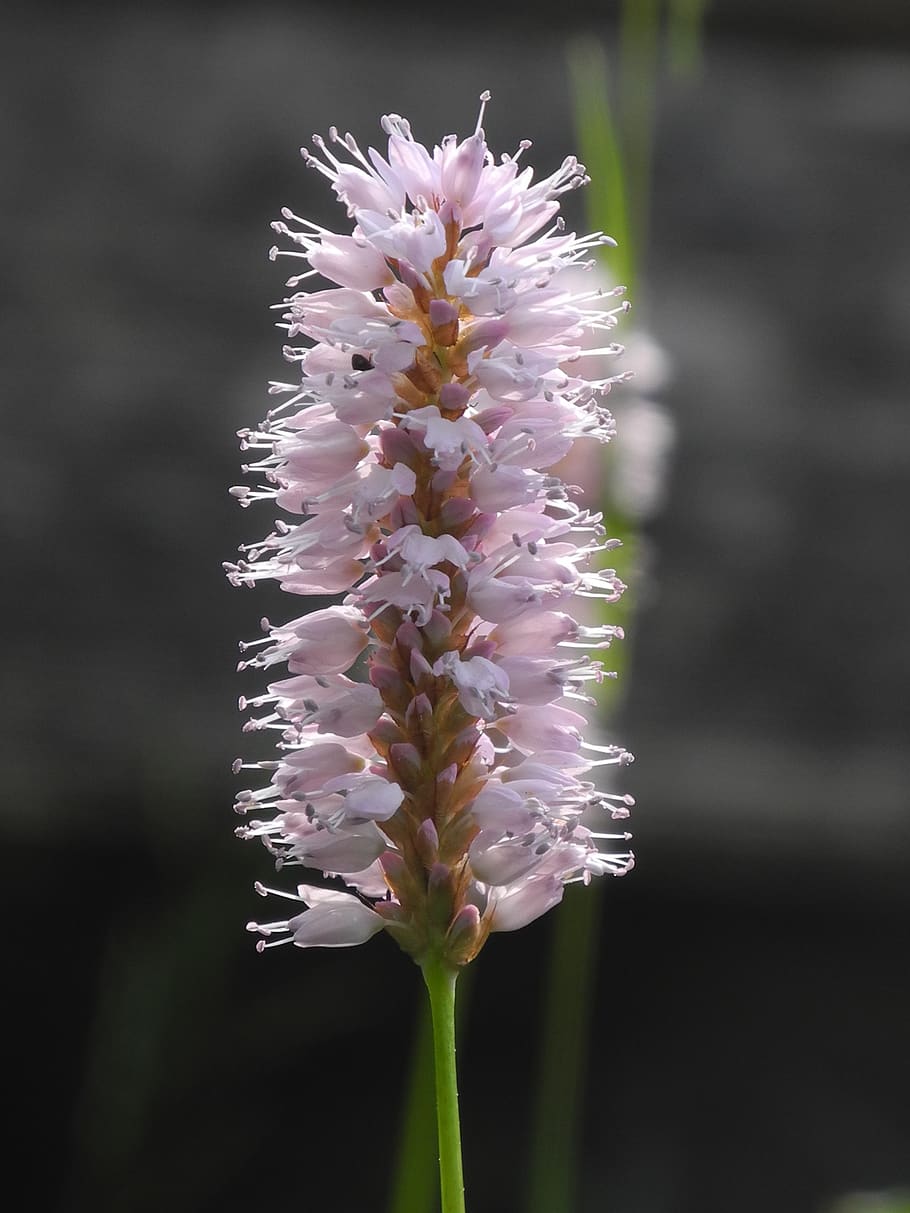 blossom, bloom, grass, weed, nature, plant, pink, garden, summer HD wallpaper