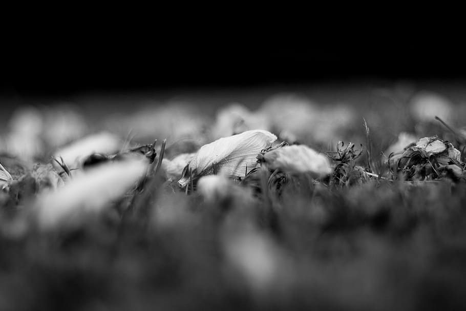 black, white, flower, selective focus, no people, land, close-up HD wallpaper