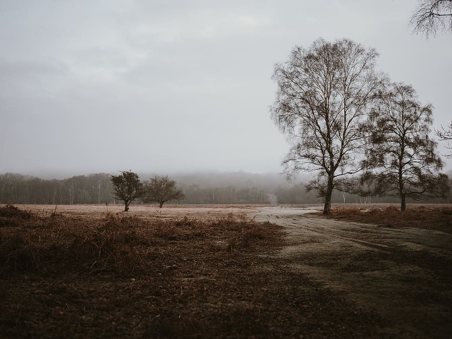 green trees under cloudy sky, nature, ground, weather, fog, outdoors HD wallpaper