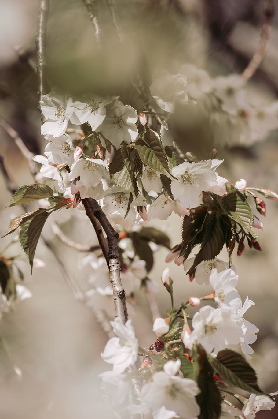 white cherry blossoms selective focus photography, plant, flower HD wallpaper