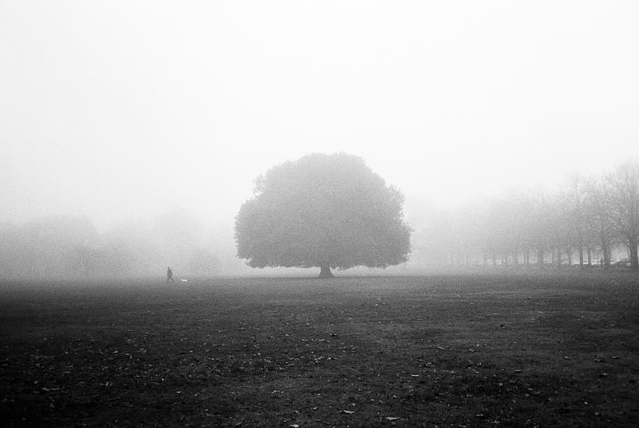tree grayscale photo, nature, weather, outdoors, fog, mist, bird HD wallpaper