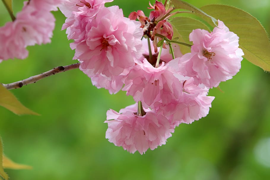 spring, spring flowers, nature, plants, season, garden, flowering HD wallpaper