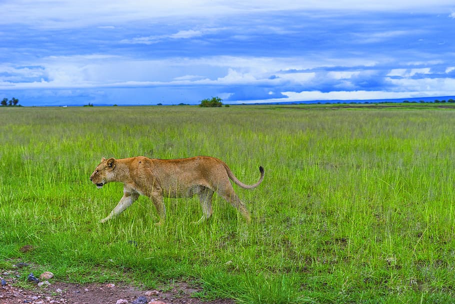 kenya, amboseli national park, female, wild, animal, africa, HD wallpaper