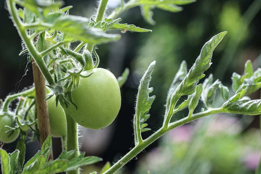 tomato, green, vegetable, growing, natural, summer, garden HD wallpaper