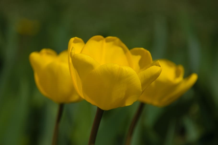 tulip, spring, nature, tulips, flowers, garden, flowering, yellow HD wallpaper