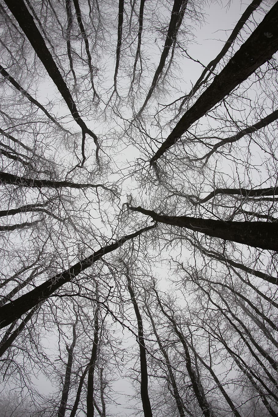 forest, trees, twigs, tall, branch, plant, bare tree, low angle view HD wallpaper