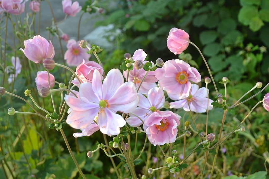 flower, pink, spring, nature, garden, beauty, flowering plant HD wallpaper