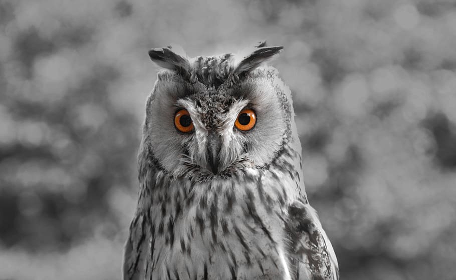 owl, orange, eyes, bird, nature, feather, animal, plumage, raptor HD wallpaper