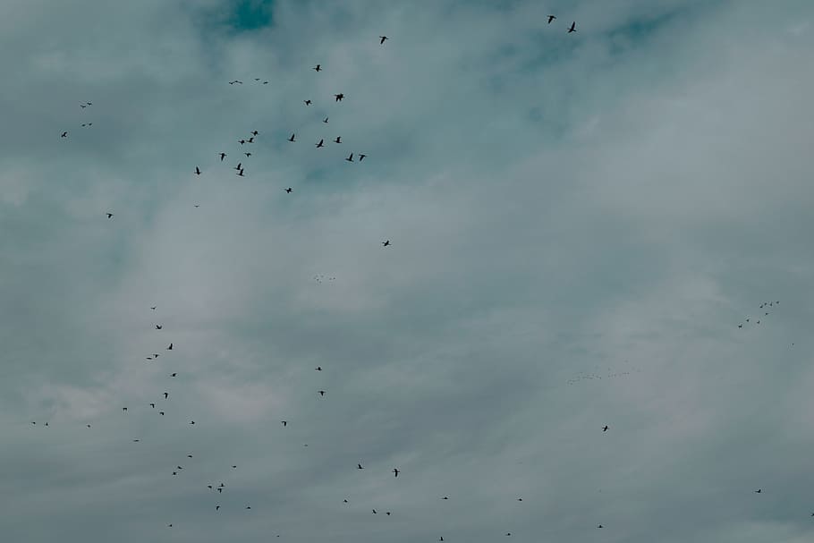 Flock Of Birds Flying Under Cloudy Sky, animals, clouds, daylight HD wallpaper