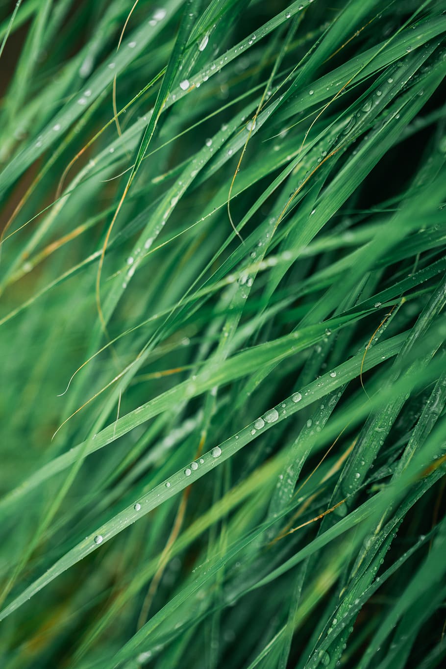 green color, growth, plant, beauty in nature, backgrounds, full frame HD wallpaper