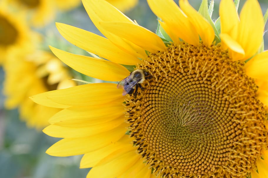 flower, flowering plant, animal themes, animal wildlife, invertebrate HD wallpaper