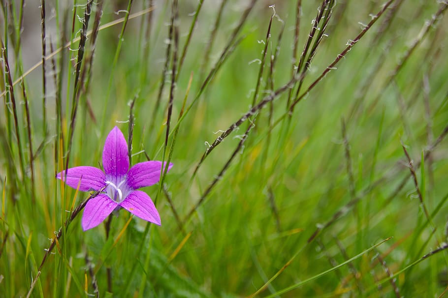 flower, mov, spring, nature, violet, purple, supplies, macro HD wallpaper